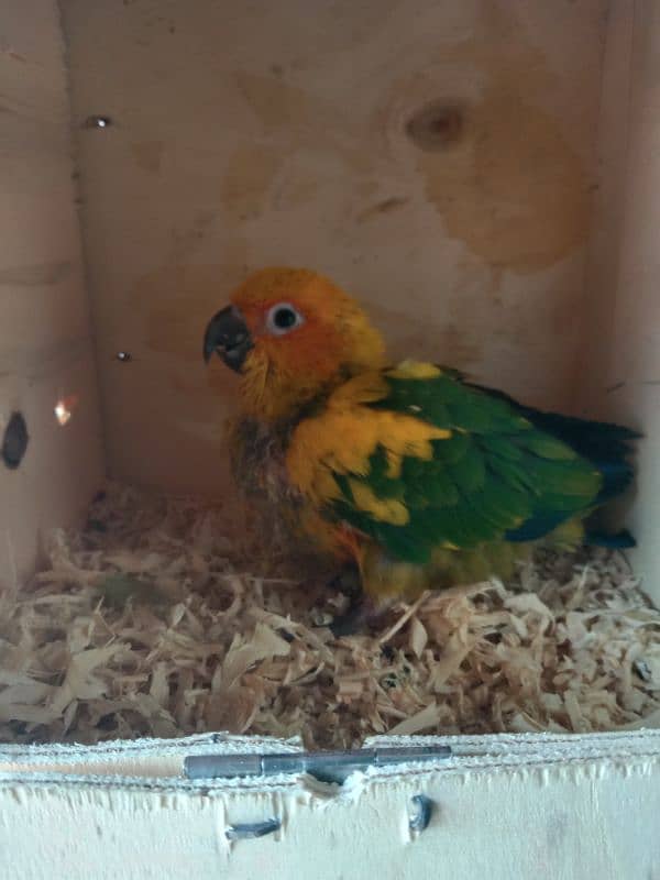 sun conure baby 0