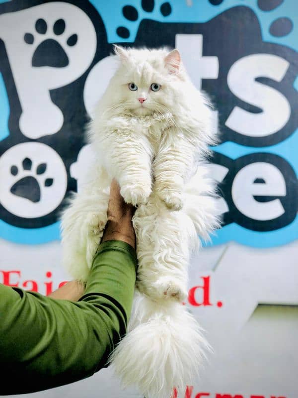 Persian Punch face triple coat cat Kitten 15