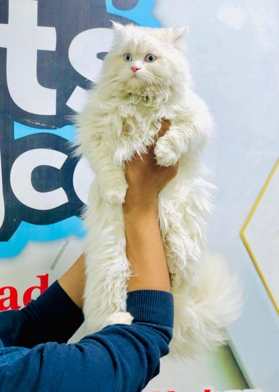 Persian Punch face triple coat cat Kitten 18