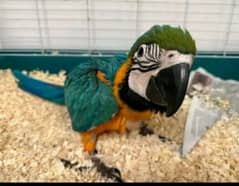 blue Macau parrot checks for sale very good health 0328=2972.534