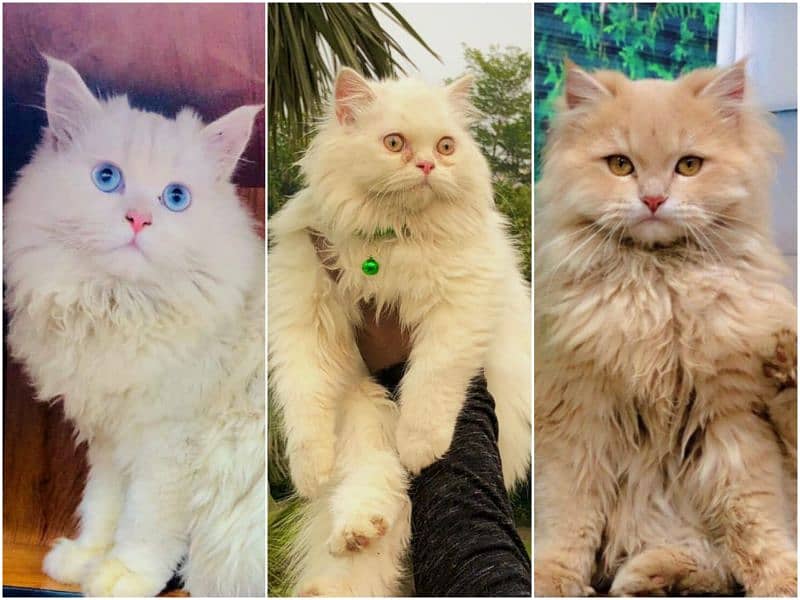 Persian Punch face triple coat cat Kitten 0