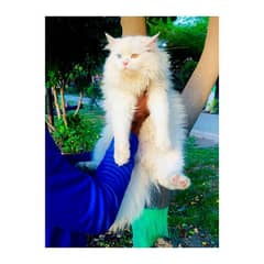 Persian Punch face triple coat cat Kitten