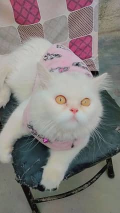 Persian cat