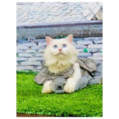 Persian Punch face triple coat cat Kitten