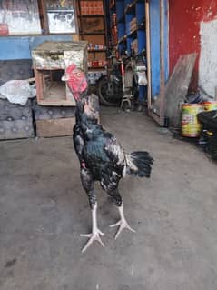 Thai Cras Hen