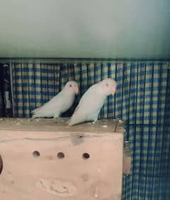 Albino Red Eye B2 pair