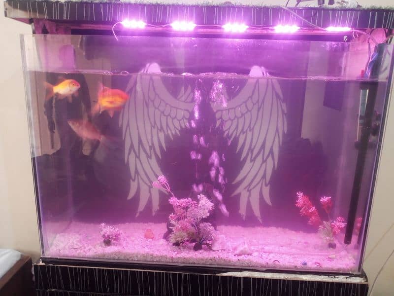 Fishe aquarium with Fishes 3