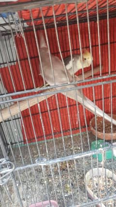 cocktail pair and iron cage For Sale