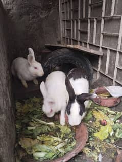 urgent sale 2 Red eyes white female with black & white black male