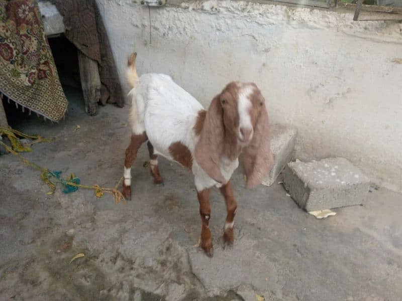 Bakri Bakra for sale jora 45000 1