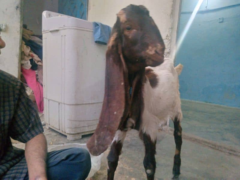 Bakri Bakra for sale jora 45000 2