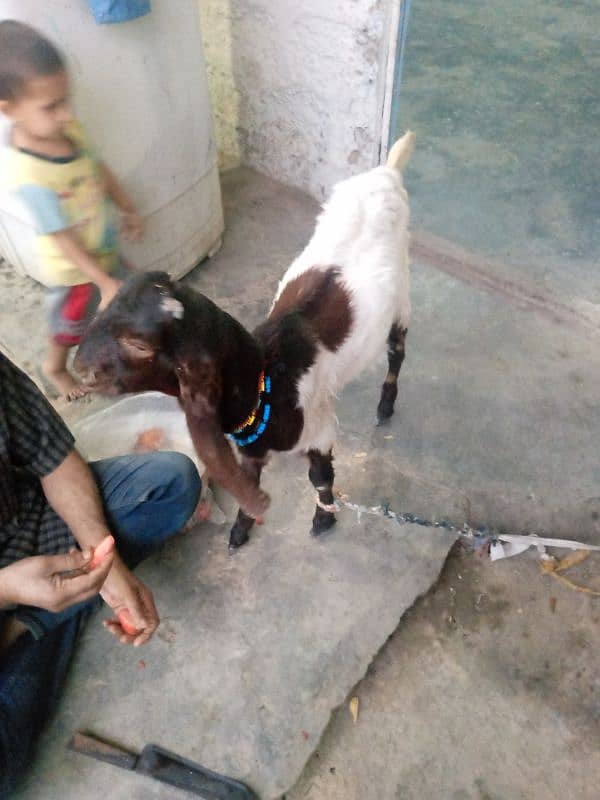 Bakri Bakra for sale jora 45000 3