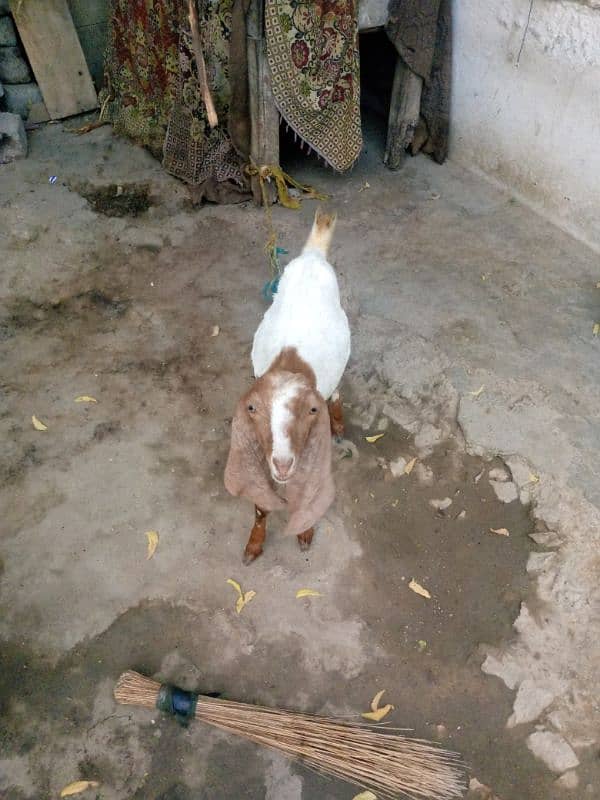 Bakri Bakra for sale jora 45000 4