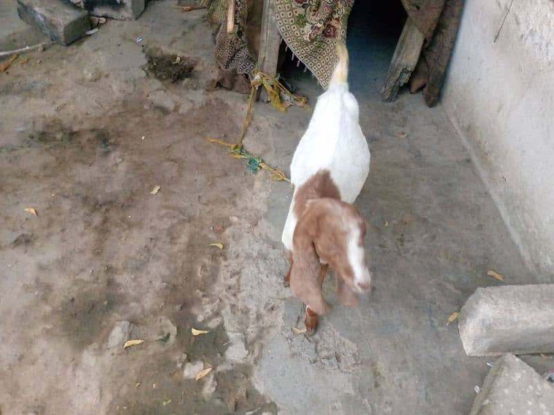 Bakri Bakra for sale jora 45000 6