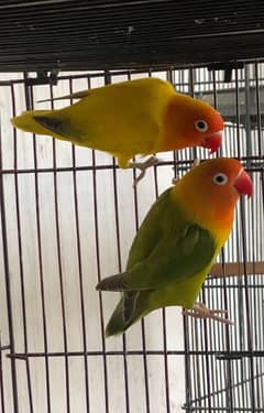 Lovebird