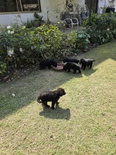 Black German Shepherd Pups