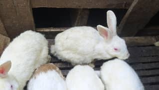 Breader Rabbit male and female