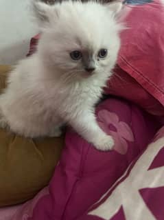 Female kitten for sale 45 days