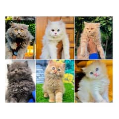 Persian triple coated punch face kitten available for sale