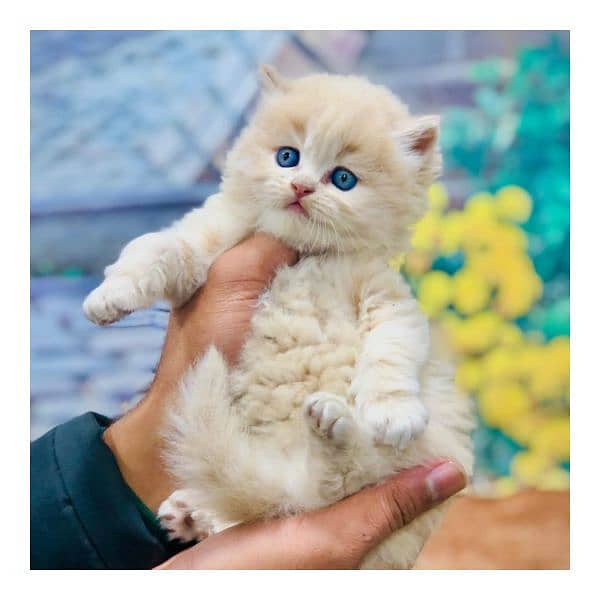 Persian triple coated punch face kitten available for sale 18