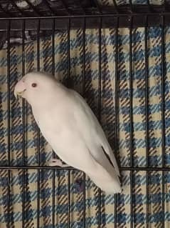 Albino Red Eye Blue-2  0324 4333108