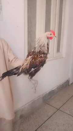 Pure Golden misri hen Active and healthy ha 03364578464 for video