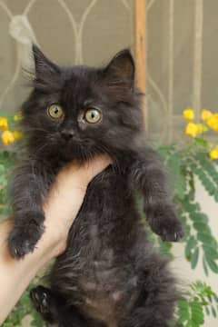 cat for sale/Persian kitten/doll face/mix breed/Persian cross