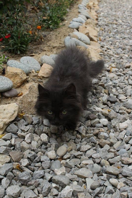 cat for sale/Persian kitten/doll face/mix breed/Persian cross 2