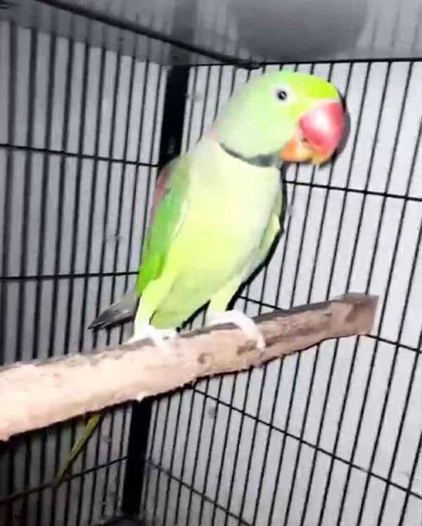 Raw parrot hand tame male 0