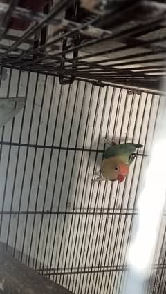 Lovebird, Love bird, Lovebirds, Java, Finch For Sale