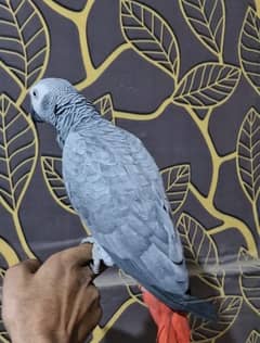 grey parrot