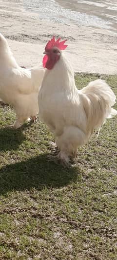 bantam 1 male 3 female white color