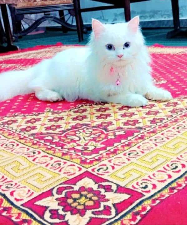 persian cat 2