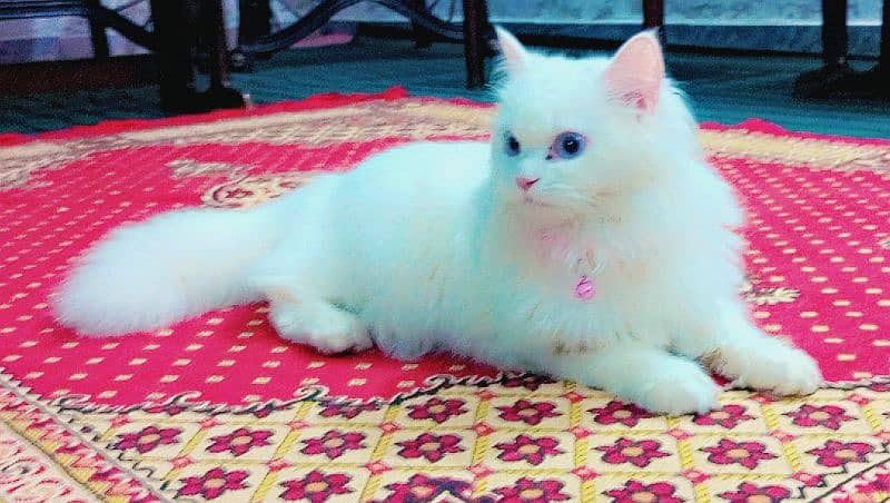 persian cat 1