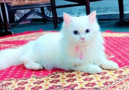 persian cat