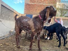 breeder bakra for sale in sargodha