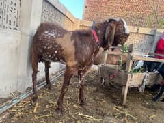 breeder bakra for sale in sargodha