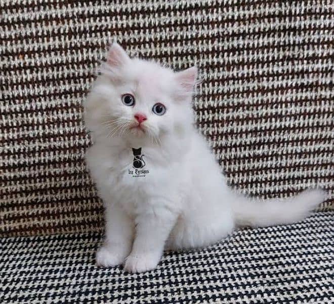 Persian Pure Breed 0