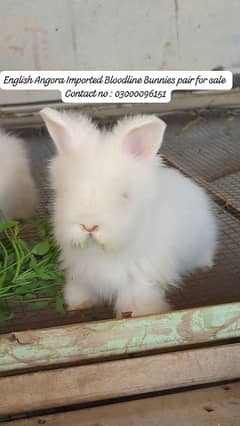 imported White English Angora rabbits