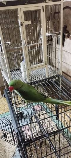 Alexandrine Parrot Male for Sale – Leo"