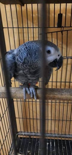 talking African Grey for sale