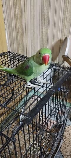 Alexandrine Parrot Pair for Sale – "Zoye & Leo"