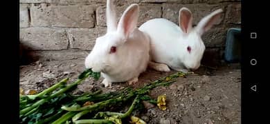 RABBITS  ACTIVE AND HEALTHY PAIR