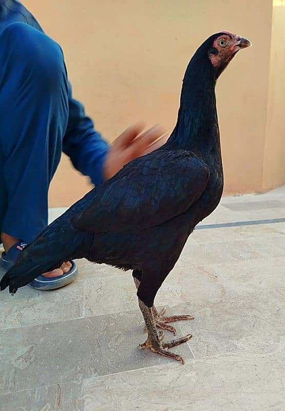 pure mainwali Madi For sale 5