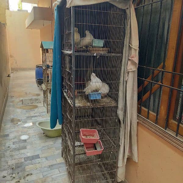 Cage 8 portion with 2 Laka pair pigeon 0