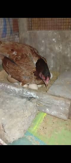 golden buff chick day old black buff 5 hain 1 bentam or 1 light Sussex