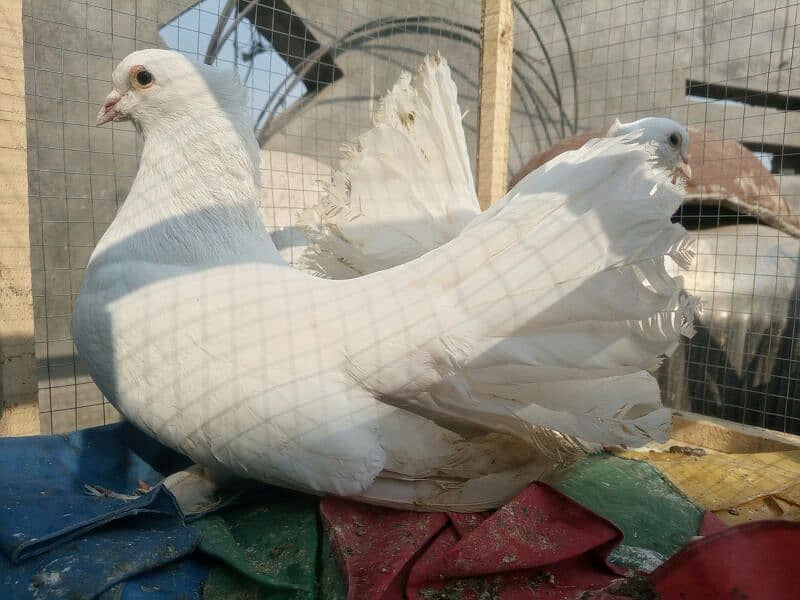 fancy pigeons for sell 0