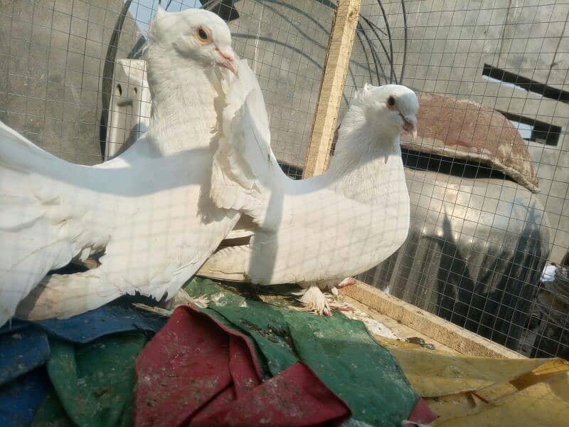 fancy pigeons for sell 1