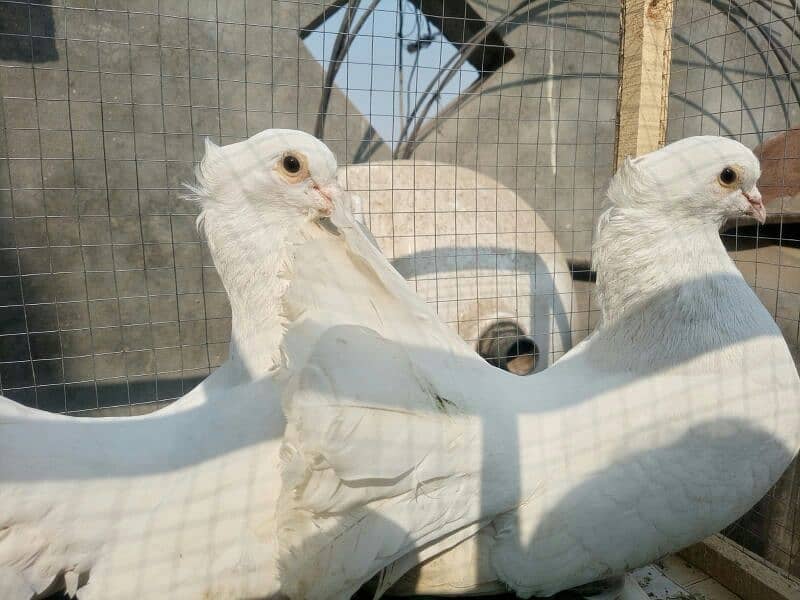 fancy pigeons for sell 2