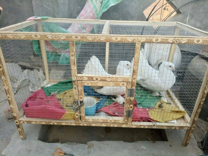 fancy pigeons for sell 3